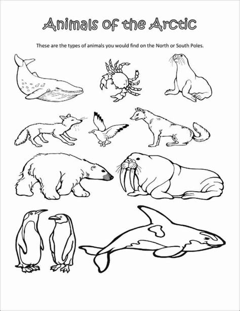 arctic animal coloring pages