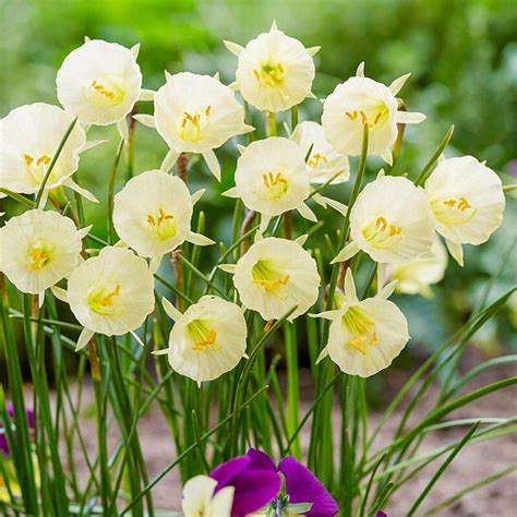 arctic bells daffodil