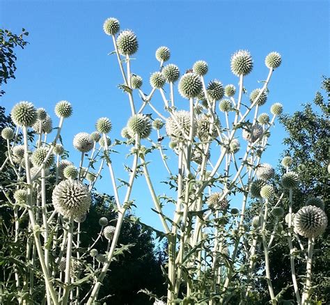 arctic glow globe thistle