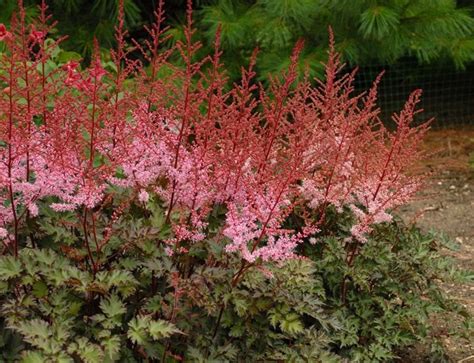 are astilbe deer resistant