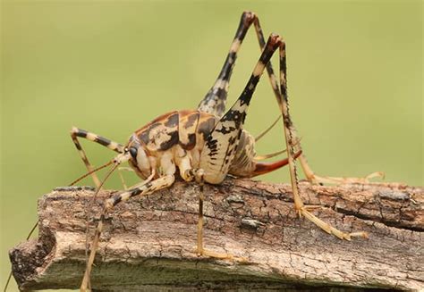 are camel crickets dangerous