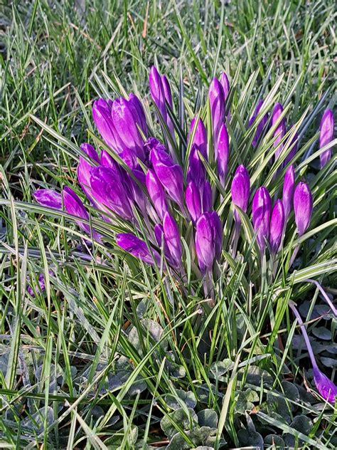 are crocus deer resistant