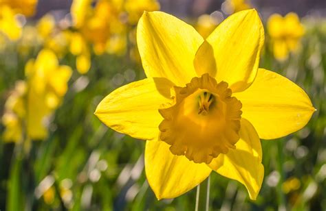 are daffodils