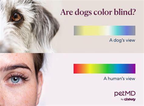 Are Dogs Color Blind Coloring Wallpapers Download Free Images Wallpaper [coloring654.blogspot.com]