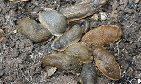 are slugs good for compost