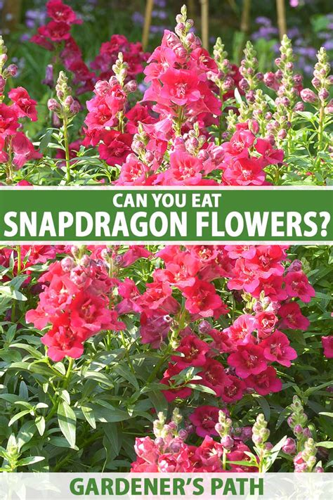 are snapdragons edible
