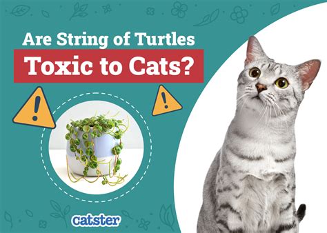 are string of turtles toxic to cats