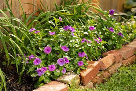 are vinca deer resistant