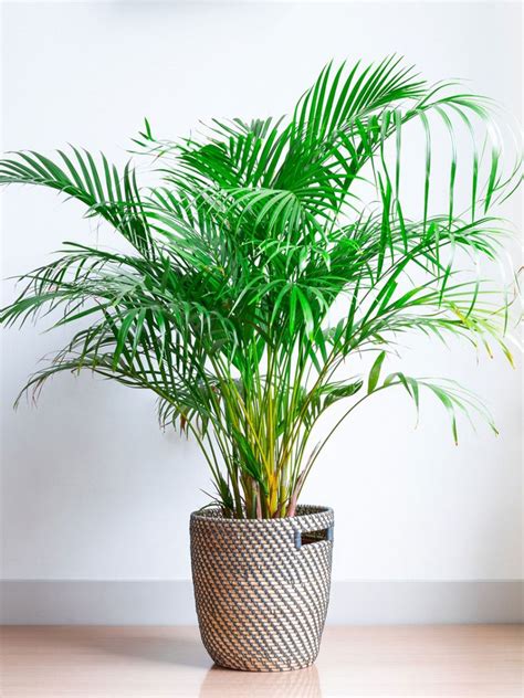 areca palm companion plants