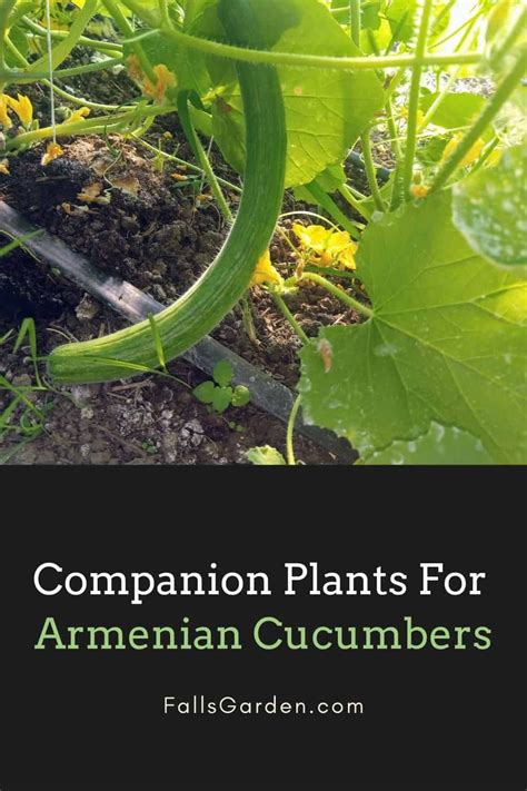 armenian cucumber companion plants