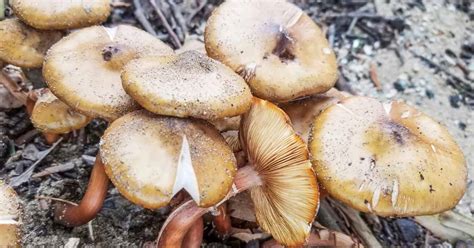 armillaria root rot control