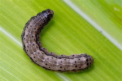 armyworm control