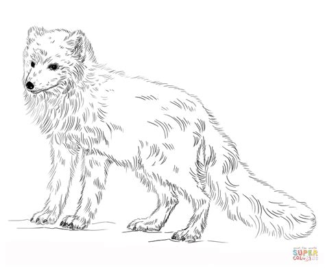 artic fox coloring pages