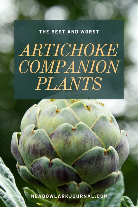 artichoke companion plants