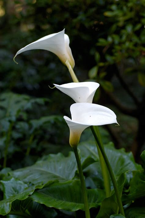 arum zantedeschia