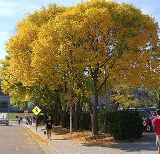 ash tree in fall color