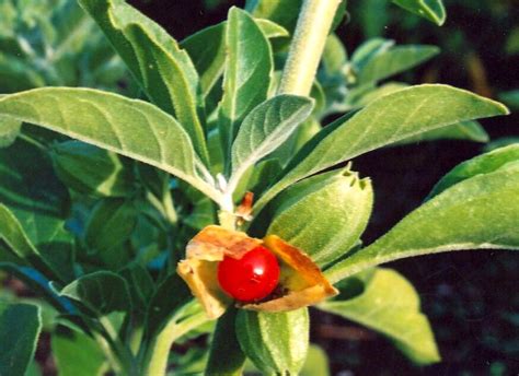 ashwagandha companion plants