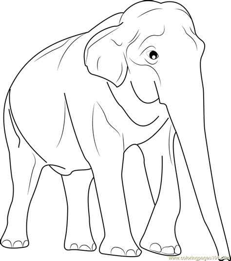 asian elephant coloring page
