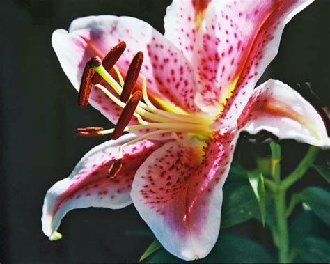 asian lily