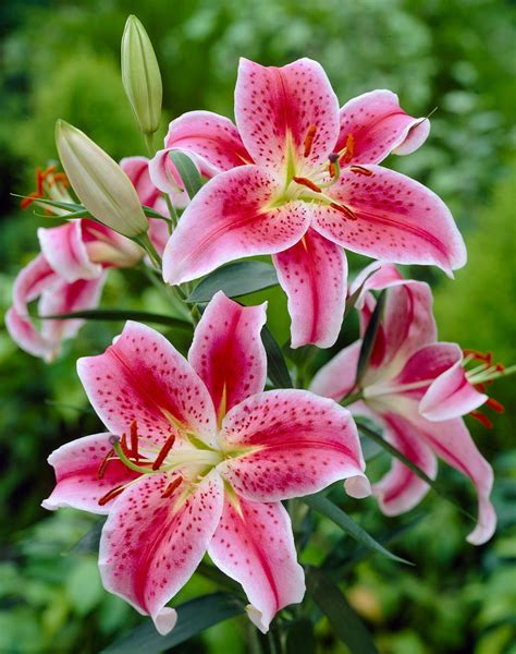asian lily perennial