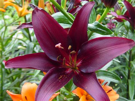 asiatic landini lily