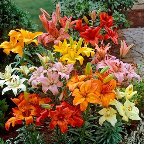 asiatic lily bulbs