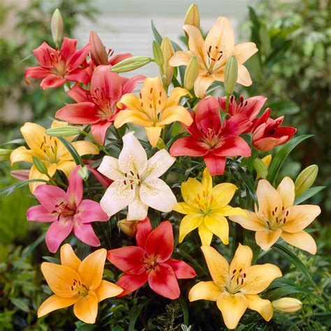 asiatic lily bulbs