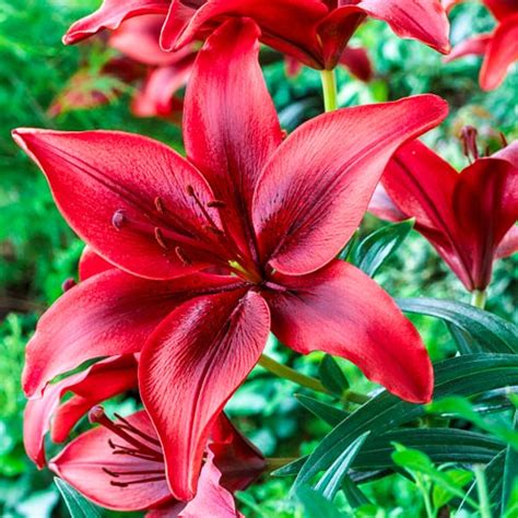asiatic lily gran paradiso