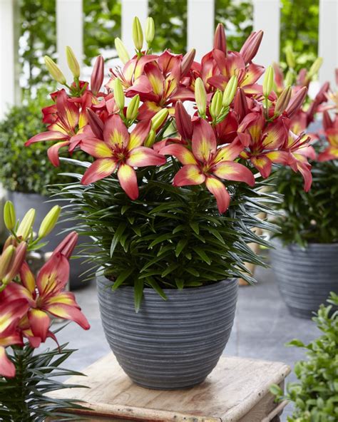 asiatic lily in a pot