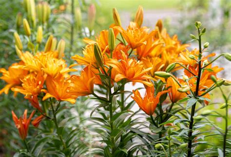 asiatic lily in planters