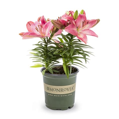 asiatic lily in pots