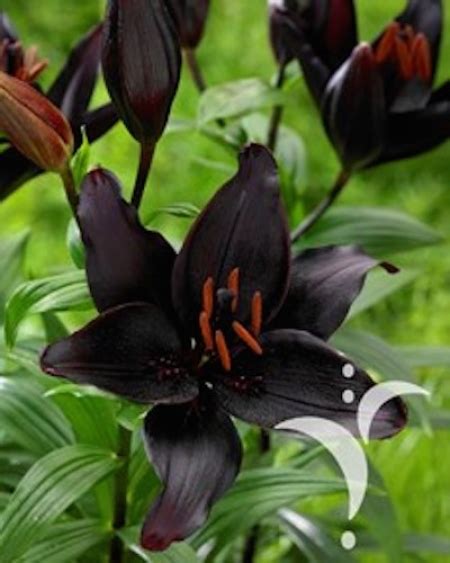 asiatic lily secret kiss