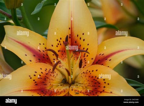asiatic lily yellow with red spots