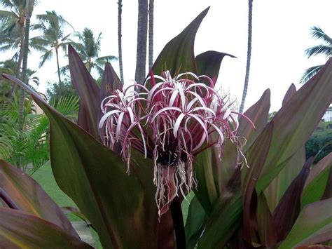 asiatica purple crinum lily
