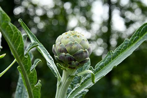 asparagus and artichoke companion plants