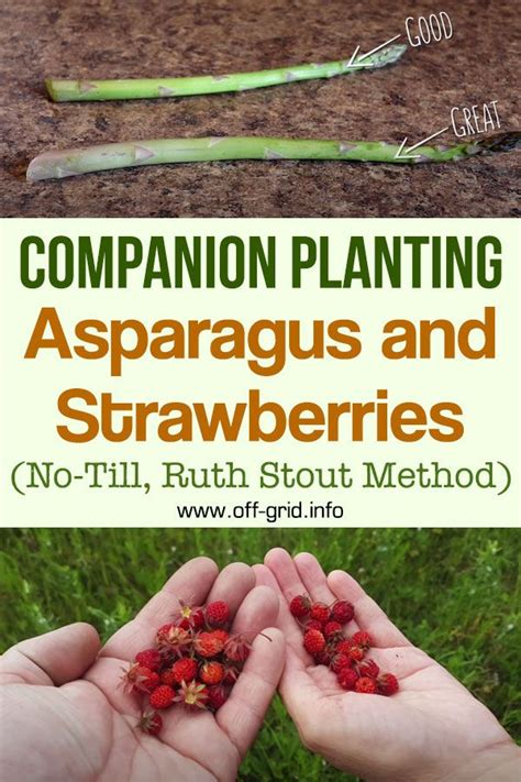 asparagus and strawberries companion planting