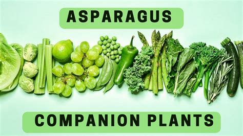 asparagus companion plants