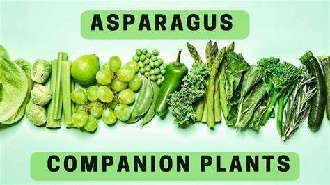 asparagus companions
