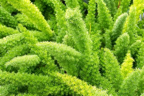 asparagus fern companion plants