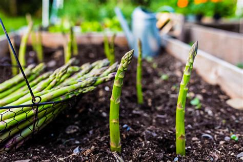 asparagus planting companions