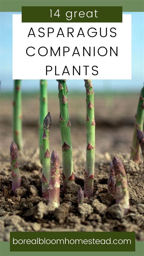 Asparagus Planting Companions: Maximizing Your Garden's Potential