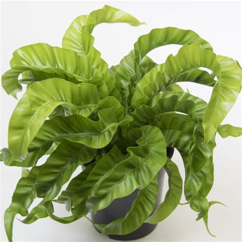 asplenium hurricane