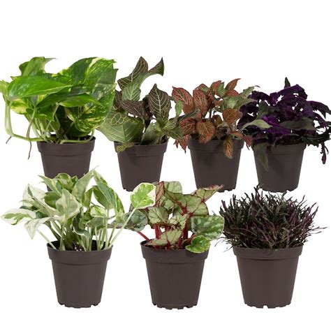 assorted foliage