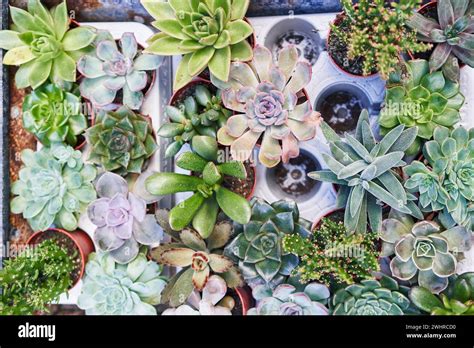 assorted succulent pots