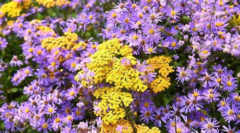 aster companion vegetables