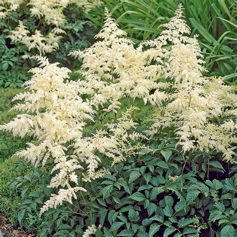 astilbe bridal veil