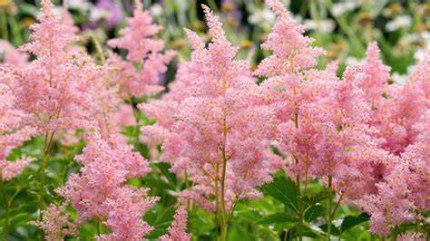 astilbe flower