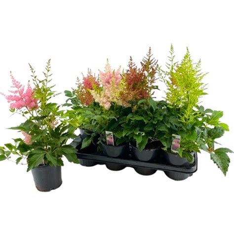 astilbe in pot