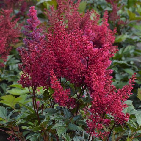 astilbe montgomery