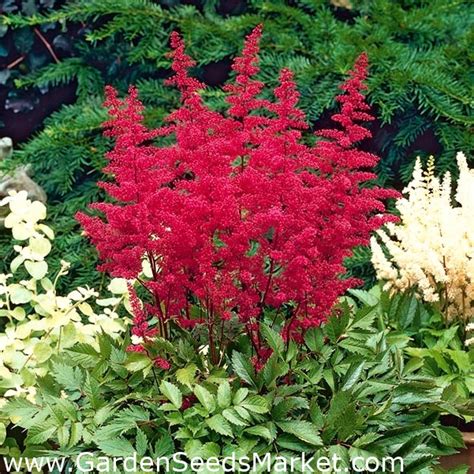 astilbe montgomery red